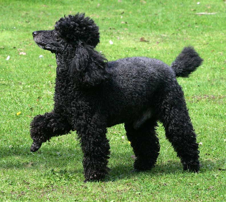 Marching Poodle