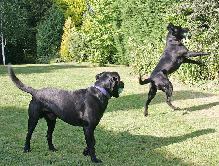 Catch...!