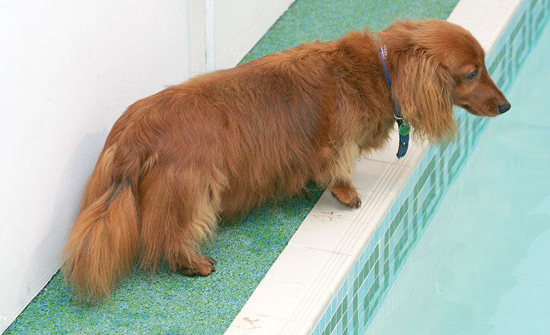 Molly Watching from the Side