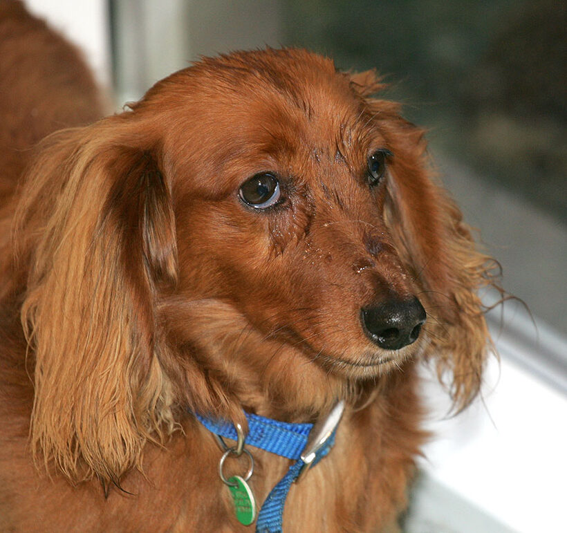 Molly with a Wet Face