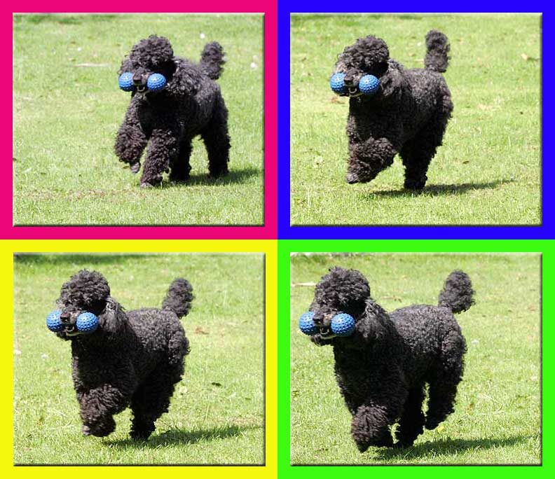 Running Poodle