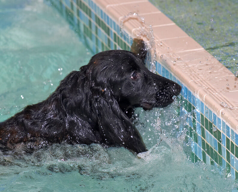 Frankie Tagging The Side of the Pool