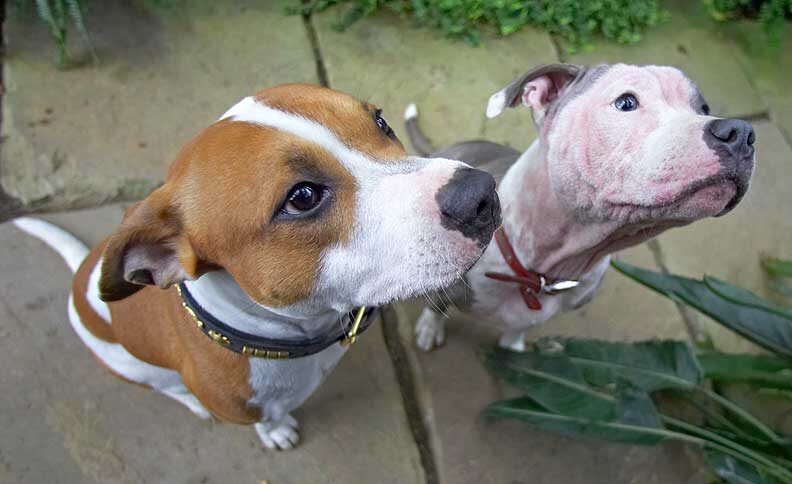 Snoopy and Missy Waiting for a Cookie