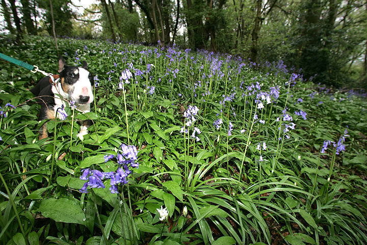 Tapa and the Lord's Wood Bluebells