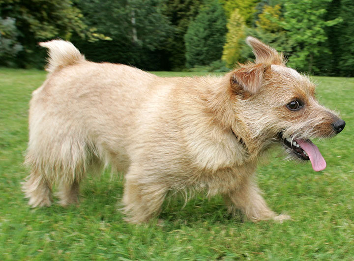 Teddy the Norfolk Terrier
