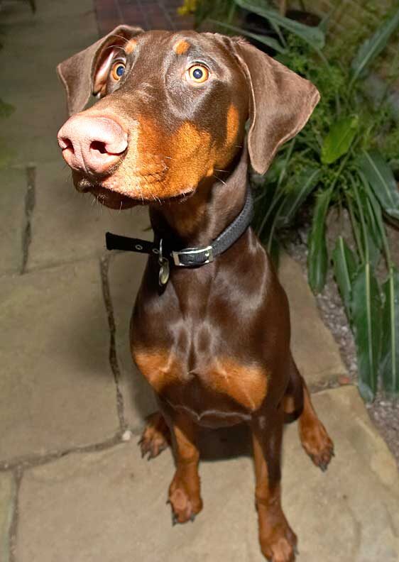 Toby