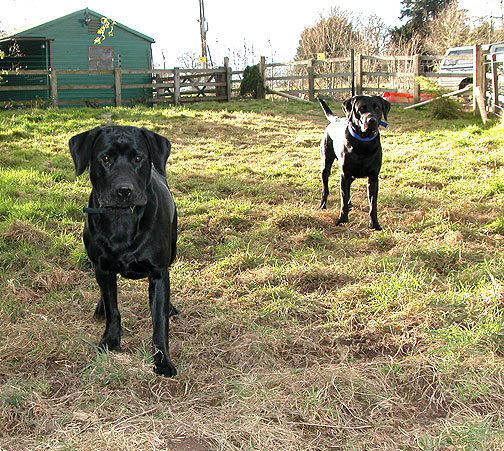The Men - Waiting for the Ball to Be Thrown