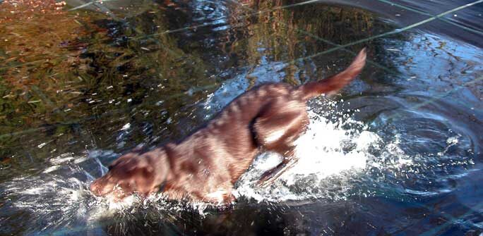 Tess Jumps Right In