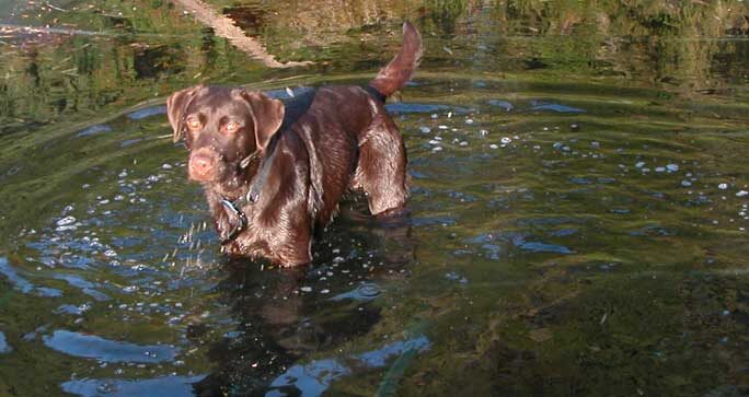 Tess in the Water
