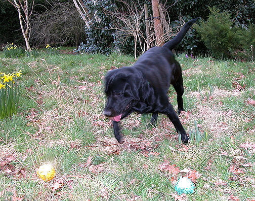 Harvey Decides - Yellow or Green?
