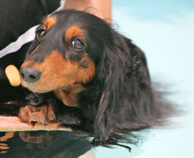 Whistler Relaxing After Her Swim