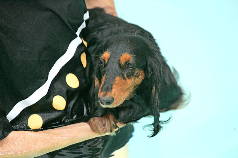 Whistler After Her Swimming Session