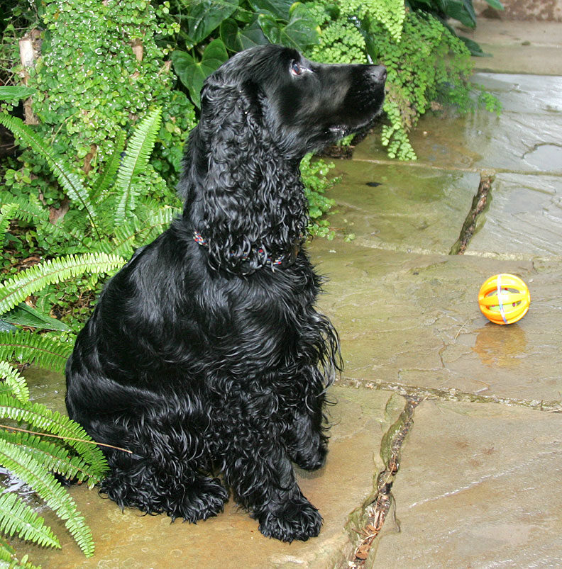 Woody -- More Interested in Cookie Than Ball