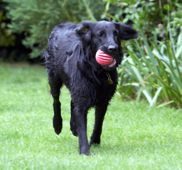 Another safe retrieval ........