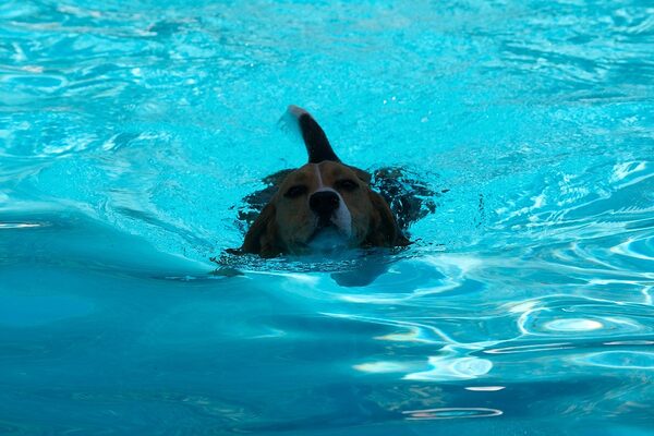 Kero Enjoying A Swim