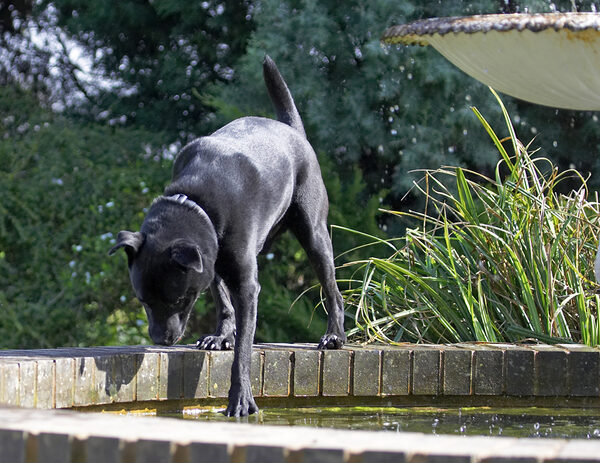 Wow, they have big water bowls here