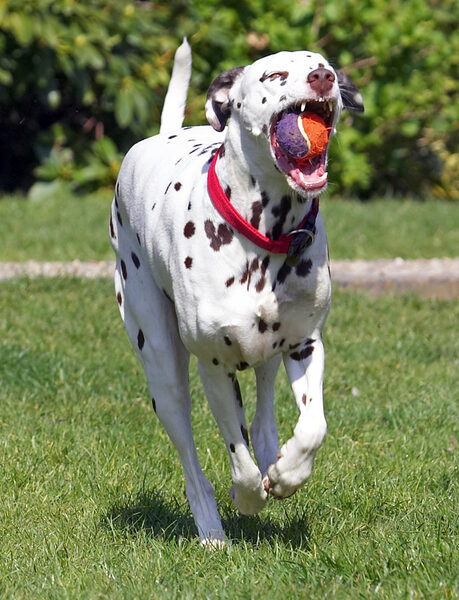 I got the ball