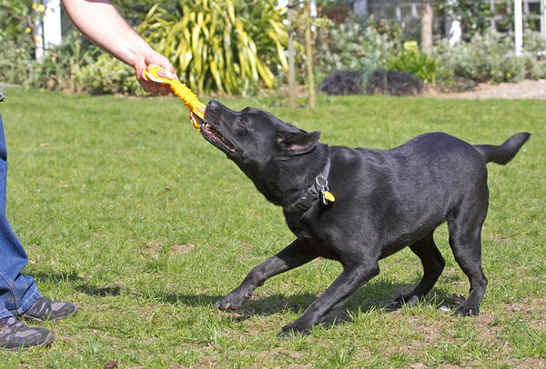I'm gonna win this tug-o-war
