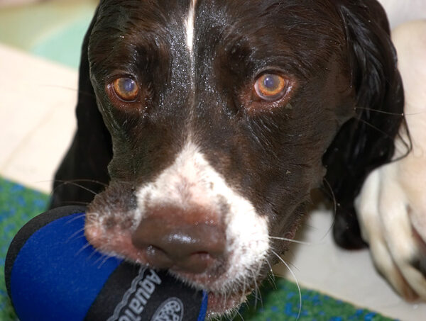 Chester With the Floating Ball