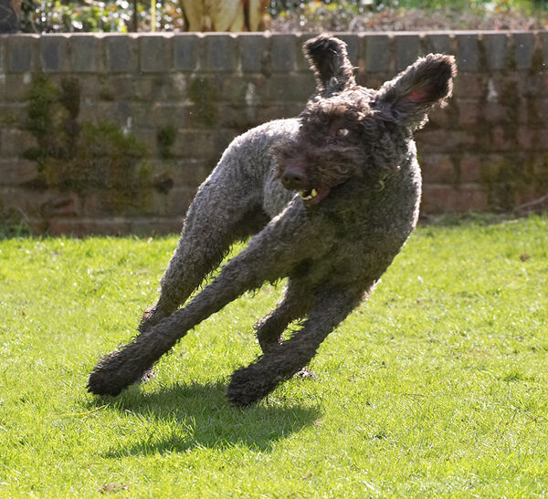 Elvis Making a Quick Turn