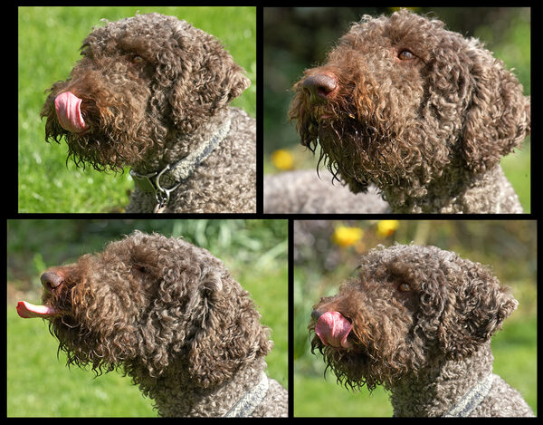Four Faces of Elvis