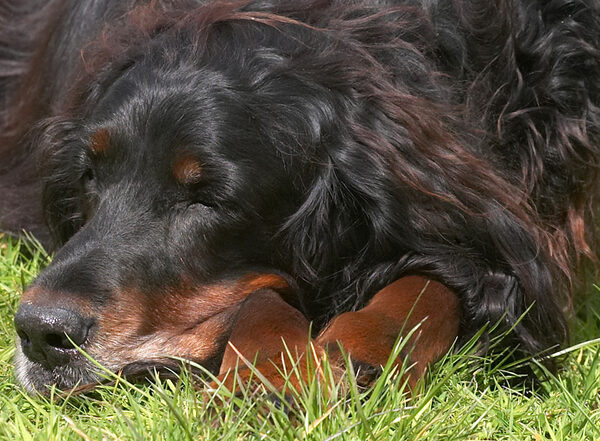 Barks in his favourite position
