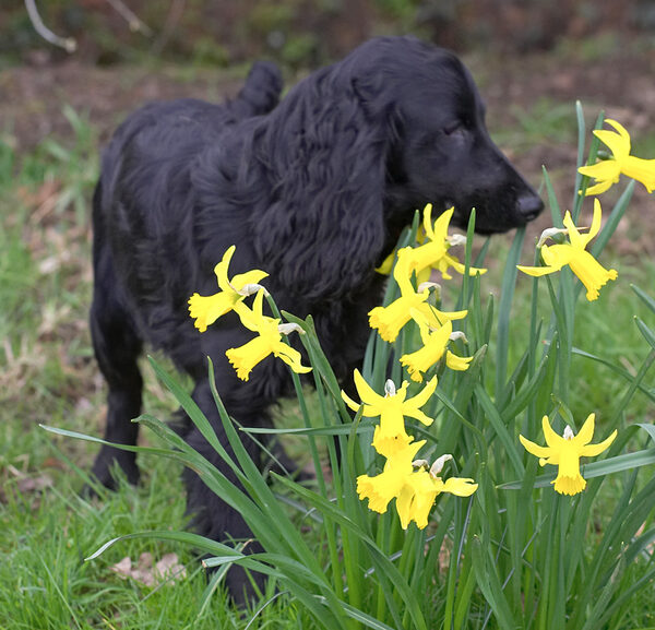 Frankie in the Daffodils