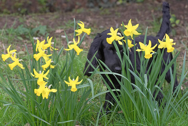 Frankie Enjoying Springtime