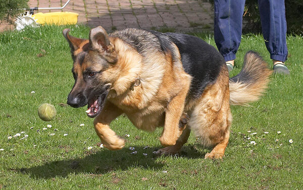 Paulo Chasing the Ball