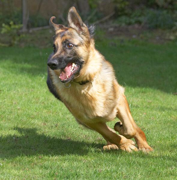 Paulo on the Run