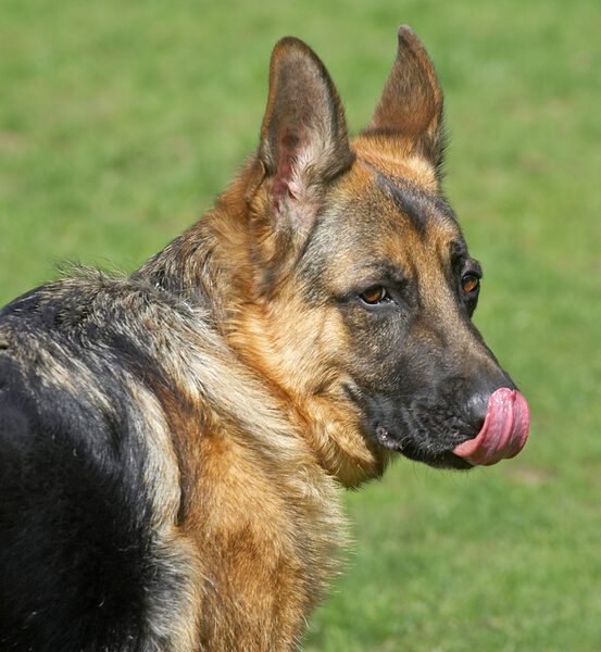 Paulo Licking His Nose
