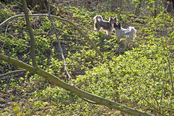 Matt and Rose in Lord's Wood