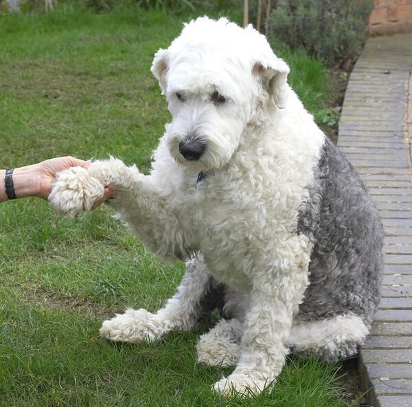 Lucy Shaking Hands With Marjorie