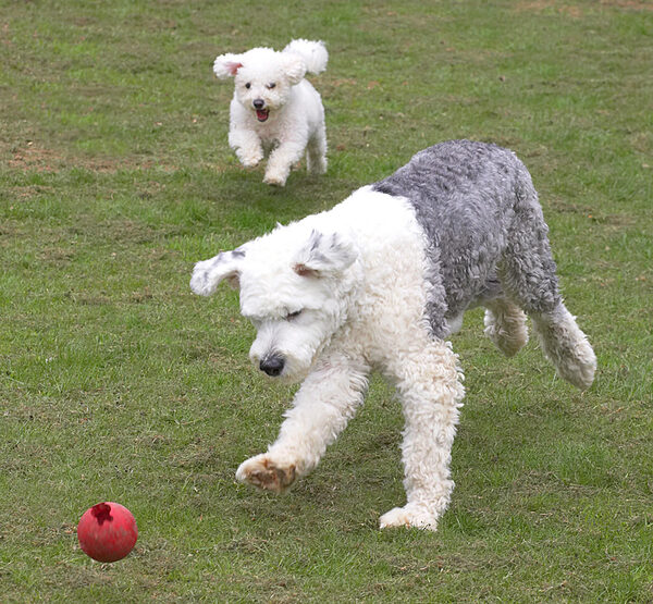 Lucy and Arnie Running After the Red Ball