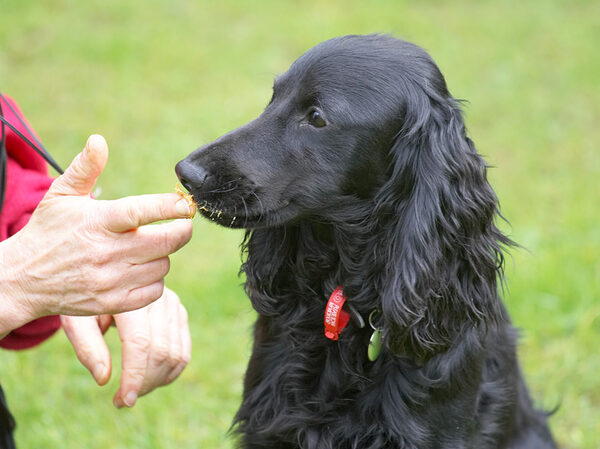 Frankie and the Peanut Butter