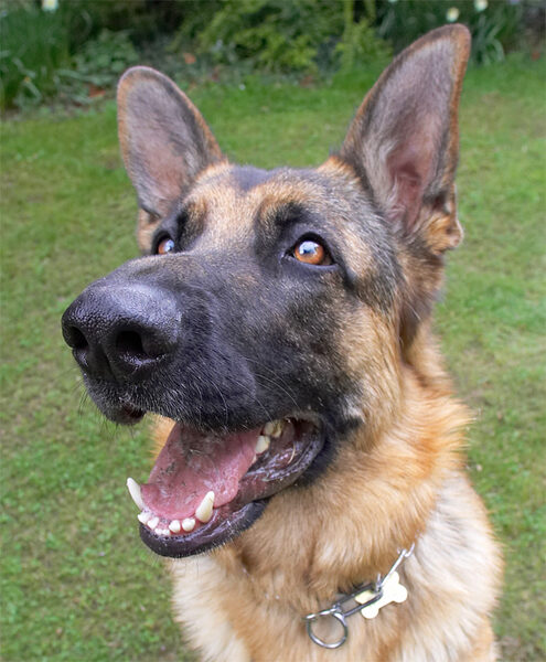 Paulo the German Shepherd