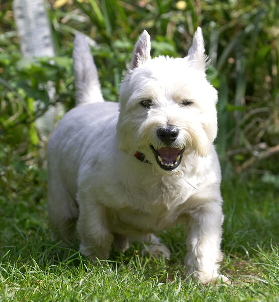 I'm a one dog lawn destructor...........