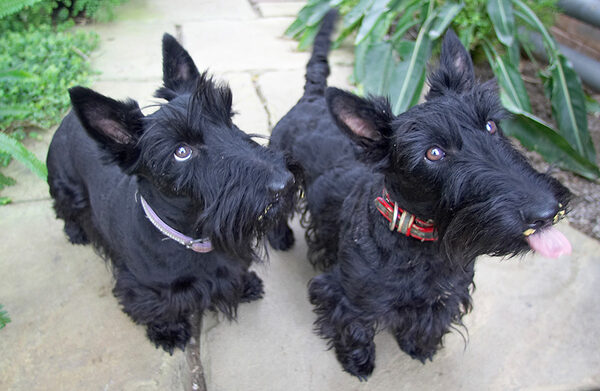 Peanut butter time - Flora & Hettie waiting ............