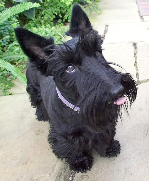 Flora licking her chops