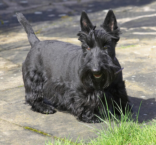 Flora enjoying the sunshine
