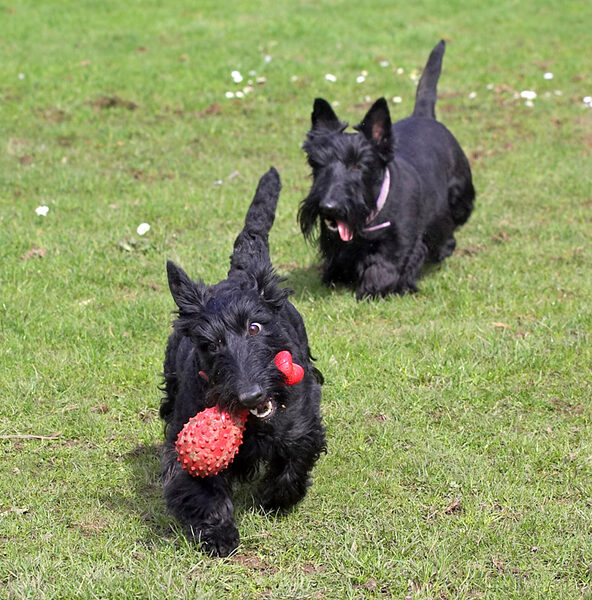 Hettie's got the prize; Flora in hot pursuit