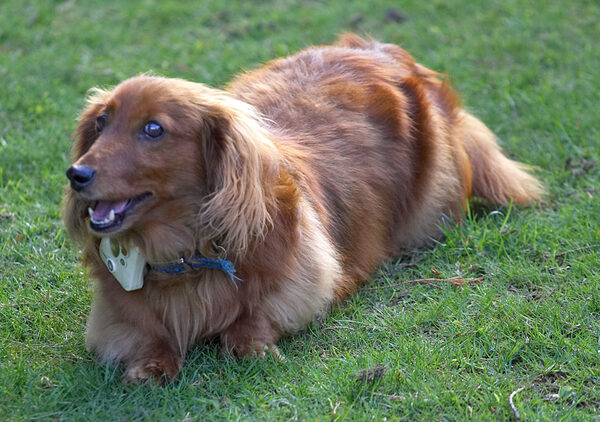 Molly in the Garden