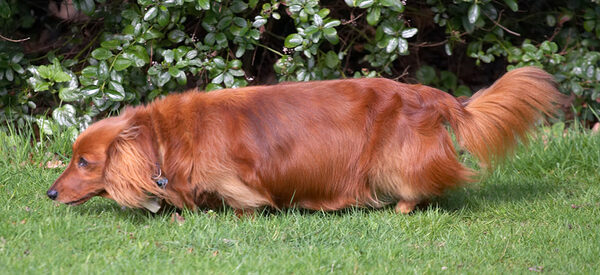 Molly in the Garden