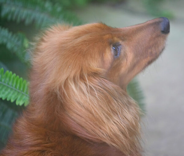 Molly