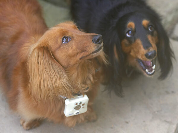 Molly and Whistler
