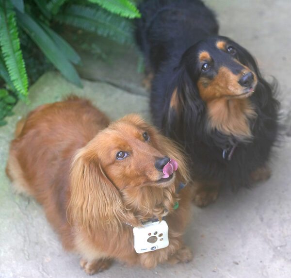 Molly and Whistler