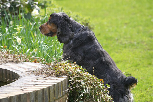 Wally inspecting the fountain