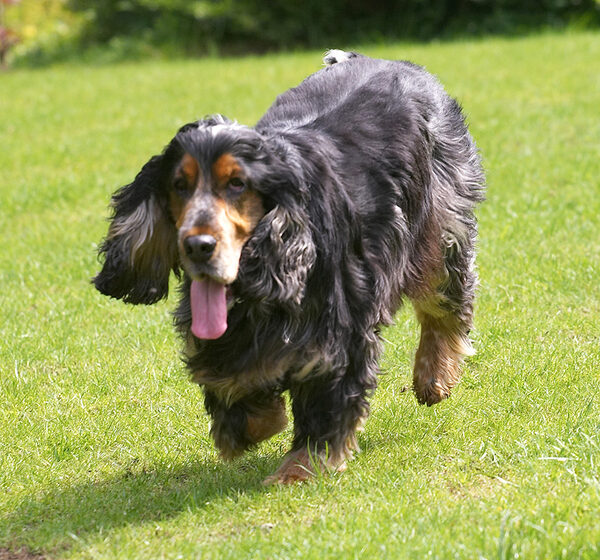Wally running in the sunshine