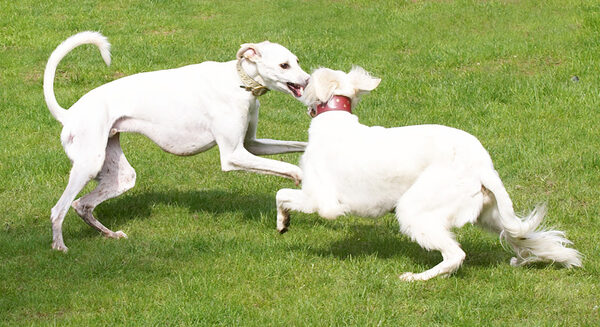 Faroh and Tia playing