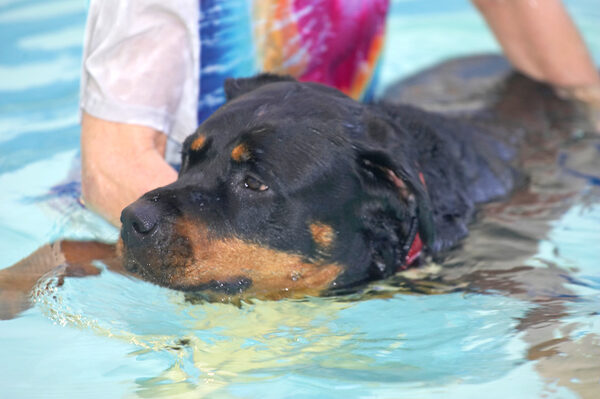 Missy the Rottweiler